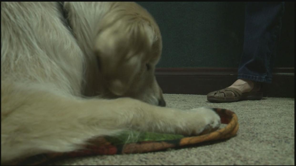 Blind Therapy Dog Still Giving Back in PA