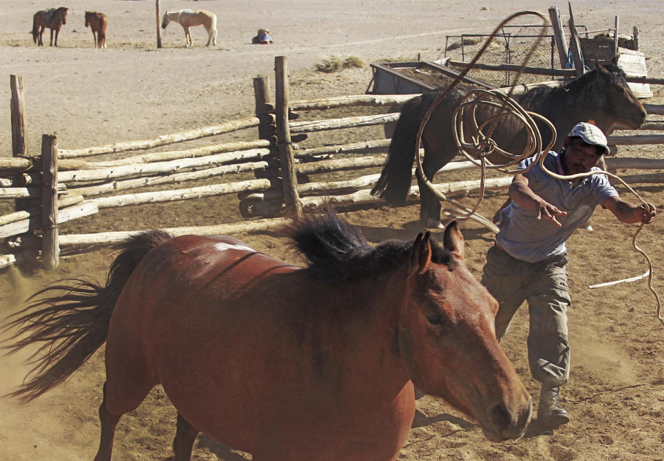 Horse herder catching one of his horses with a lasso on the Khomiin Tal plaeau, Mongolia, May 2014. Scientists analyzed ancient horse genomes to calculate dates for the domestication of the modern horse -- 4,200 years ago, according to new research published Thursday, June 6, 2024, in the journal Nature. (Ludovic Orlando/Centre for Anthropobiology and Genomics of Toulouse, CAGT via AP)