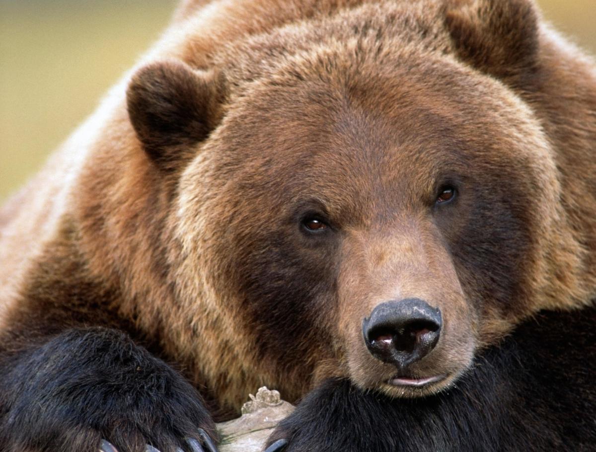 #The grizzlies who dine on 40,000 moths a day