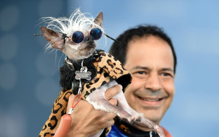 Rascal Deux, a Chinese Crested, wears sunglasses while being held up by his owner Dane Andrew during the World's Ugliest Dog competition