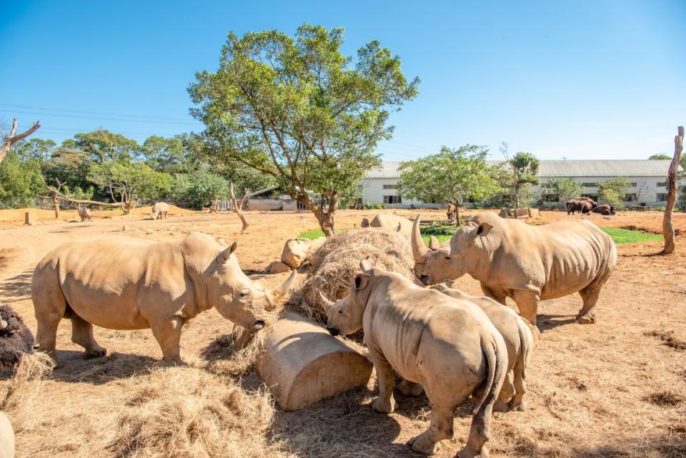 開放限量名額由遊客自行開著自家車進入到草食野生動物園，近距離觀察河馬、美洲野牛、斑馬與亞洲最大犀牛繁育基地的犀牛群平時生活習性，加深遊客的豐富體驗