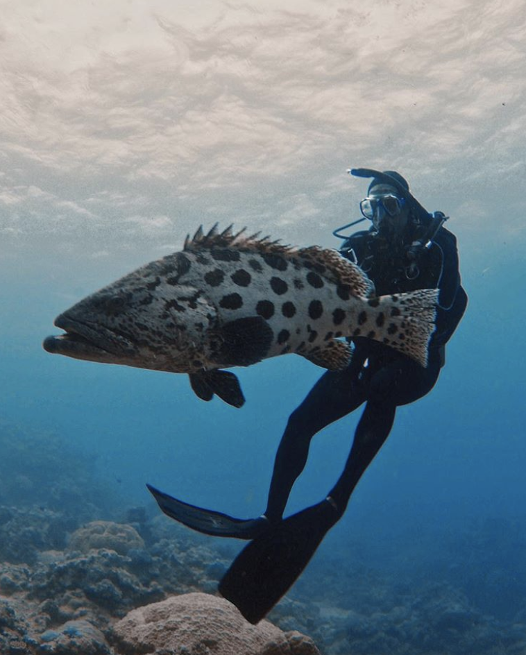 <p>“Another one checked off of my bucket List … scuba diving at the Great Barrier Reef!” the <em>Bright</em> star wrote, showing off a new underwater friend. “That fish was a whole lot scarier in-person.” (Photo: <a rel="nofollow noopener" href="https://www.instagram.com/p/BeOEkifnTDD/?taken-by=willsmith" target="_blank" data-ylk="slk:Will Smith via Instagram;elm:context_link;itc:0;sec:content-canvas" class="link ">Will Smith via Instagram</a>) </p>