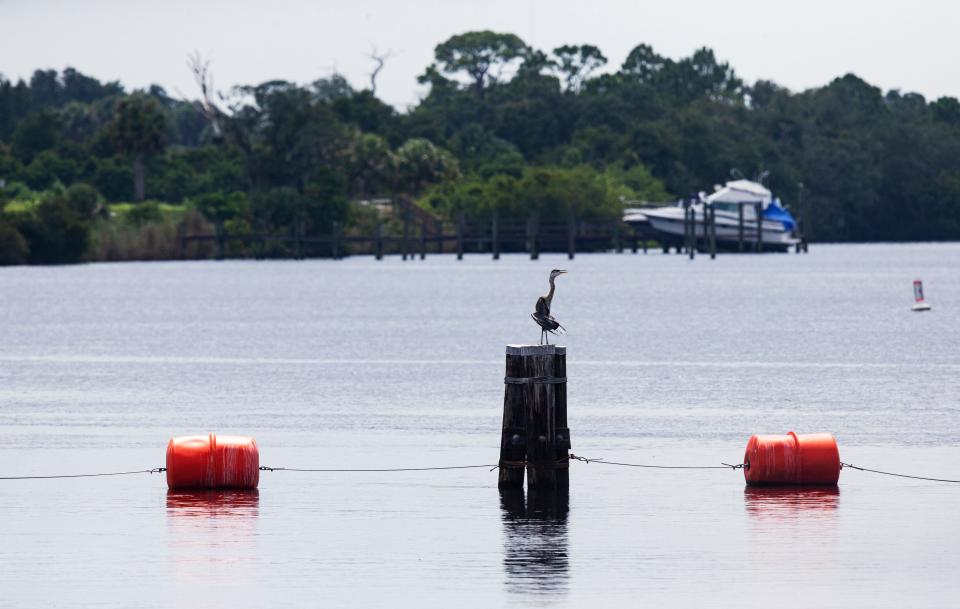 A great blue heron perches on a piling just down river from the Franklin Locks on the Caloosahatchee River on Friday, June 30, 2023.  