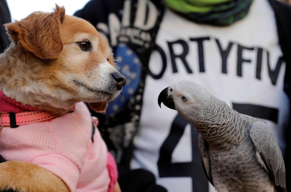 <p>A dog and a parrot are about to be blessed during the celebrations of Sant Antoni del Porquet in Valencia, eastern Spain, Jan. 17, 2018. (Photo: Juan Carlos Cardenas/EFE via ZUMA Press) </p>