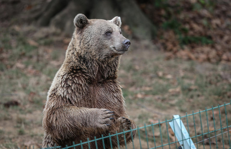 A bear at the Ovakorusu Celal Acar Wildlife Rescue and Rehabilitation Center in the Karacabey district of Bursa, Turkey on October 12, 2021. (Photo by Sergen Sezgin/Anadolu Agency via Getty Images)