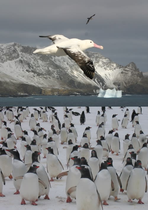 伯德島上有許多野生動物，包括鷗類等海鳥和企鵝等。（翻攝自web.archive.org）