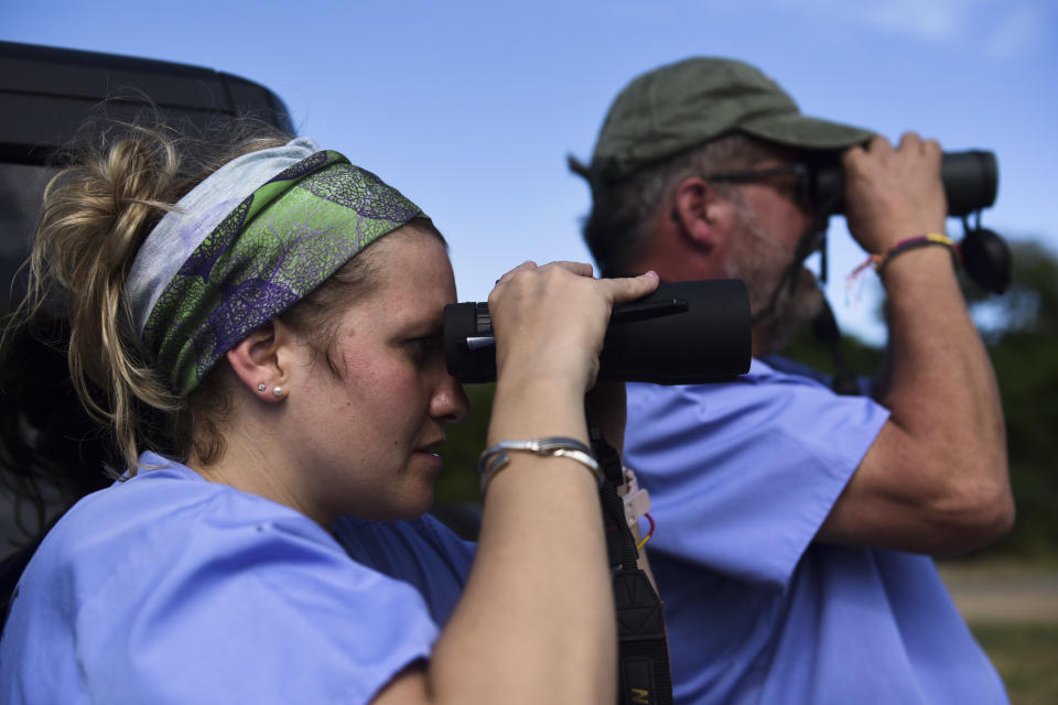 In this Jan. 13, 2017 photo, Kali Pereira and Dave Pauli, from the U.S. Humane Society wildlife response team, observe horses before shooting them with a vaccine dart as part of a birth control program to manage horse population in Vieques, Puerto Rico. First imported by Spanish colonists, horses are used by many of Vieques’ 9,000-odd residents for running errands, taking children to school, transporting fishermen to their boats, competing in informal races between teenage boys and delivering late-night drinkers back home. (AP Photo/Carlos Giusti)