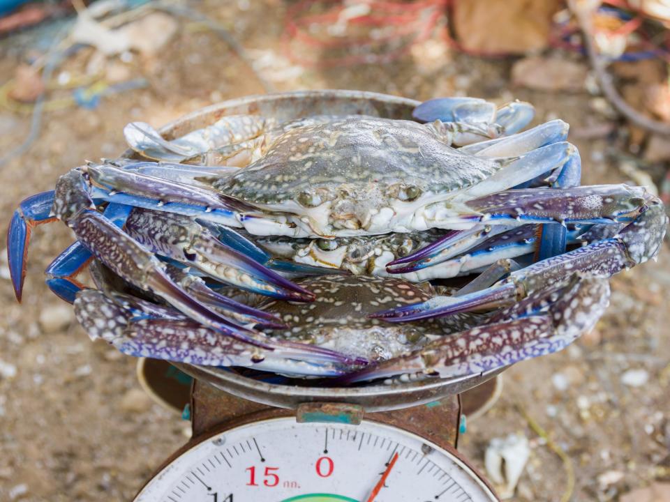 Blue crabs being weighed on a scale.