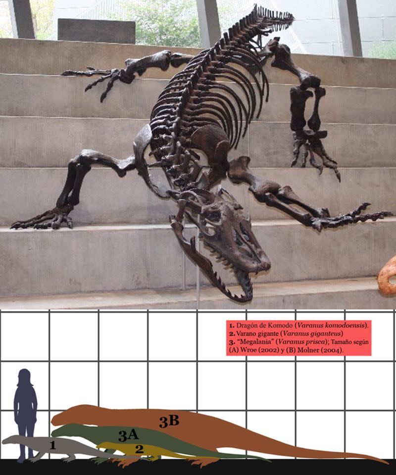 Esqueleto de megalania reconstruido en el Museo de Melbourne. En la imagen inferior comparación de diferentes especies de varanos