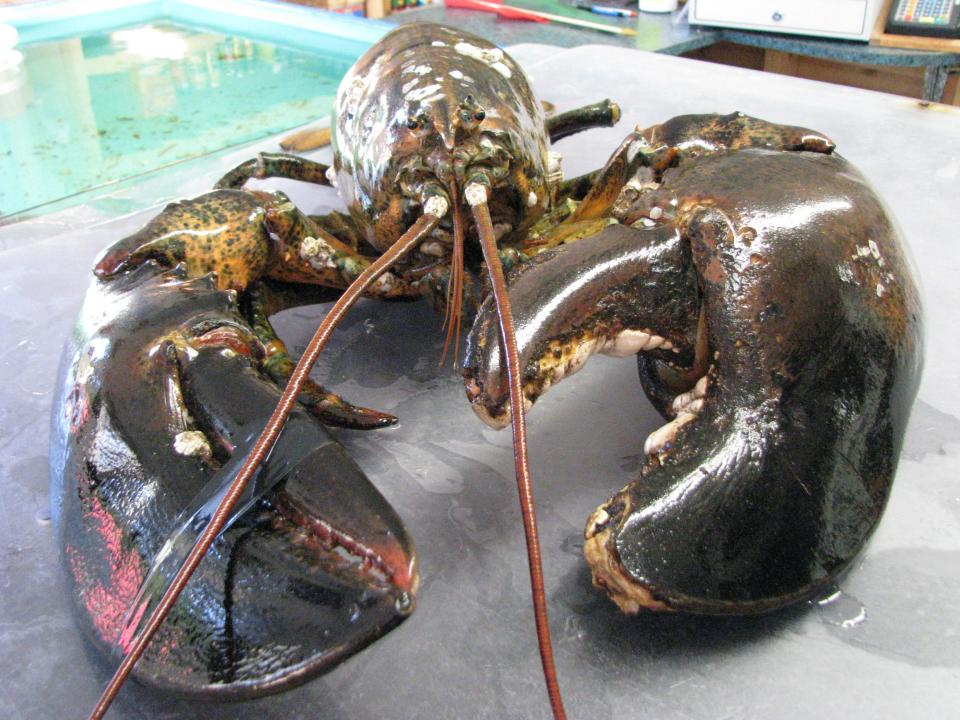 In 2009, "Sea-more," a 22-pound lobster was released at Herring Cove Beach in Provincetown.