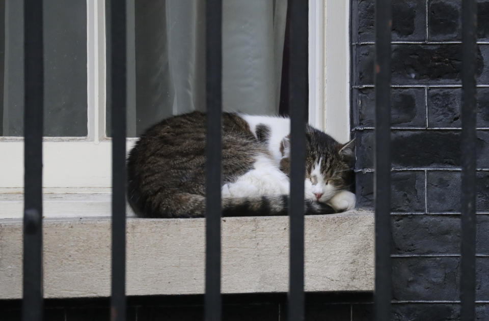 Larry Chief Mouser to the Cabinet Office sleeps on the window sill as Britain's Prime Minister Boris Johnson applauds on the doorstep of 10 Downing Street in London during the weekly "Clap for our Carers" Thursday, May 28, 2020. The COVID-19 coronavirus pandemic has prompted a public display of appreciation for care workers. The applause takes place across Britain every Thursday at 8pm local time to show appreciation for healthcare workers, emergency services, armed services, delivery drivers, shop workers, teachers, waste collectors, manufacturers, postal workers, cleaners, vets, engineers and all those helping people with coronavirus and keeping the country functioning while most people stay at home in the lockdown. (AP Photo/Kirsty Wigglesworth)