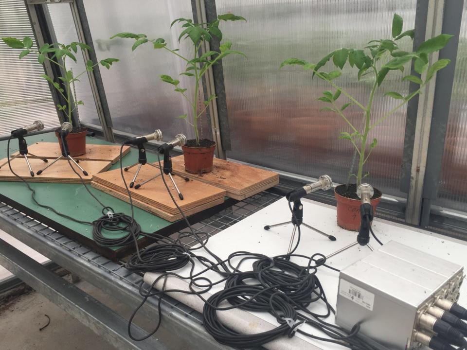 A picture shows the scientists' experimental set up. Tomato plants are lined up in a row in front of ultrasonic microphones.