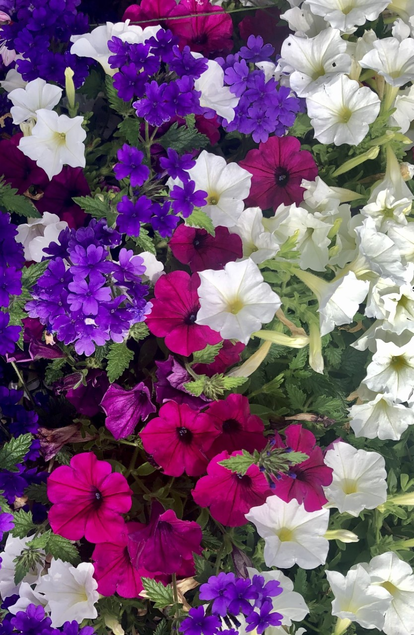 If you would like a subtle twist on the old red white and blue this summer, consider Supertunia Royal Magenta petunia, Supertunia Mini Vista White petunia and Superbena Imperial Blue verbena. You’ll have butterflies and hummingbirds too!