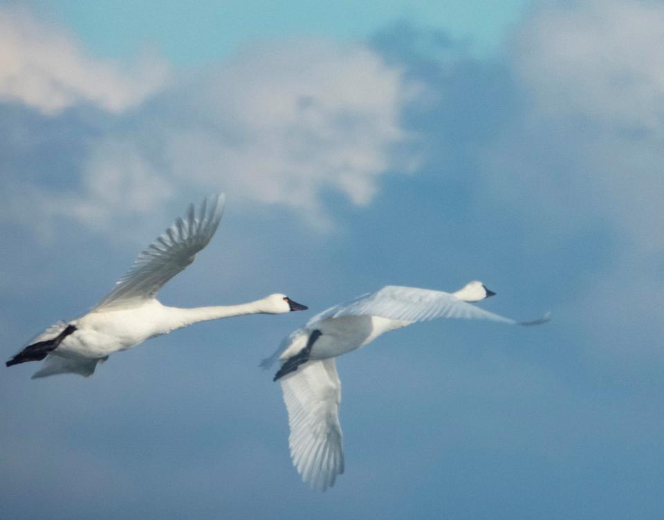 Tundra swans soar over Washington Island, where participants in the May 17-19 Washington Islands Birding Festival could see well more than 100 species of birds.