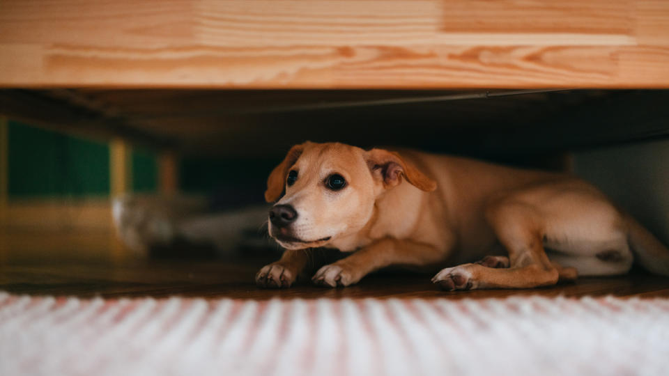 Dog hiding under a bed