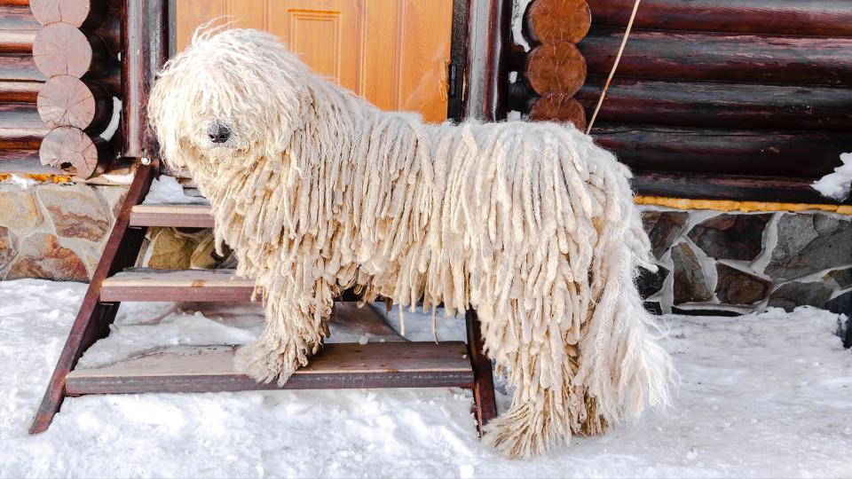 Komondor stands on doorstep of log cabin in the snow