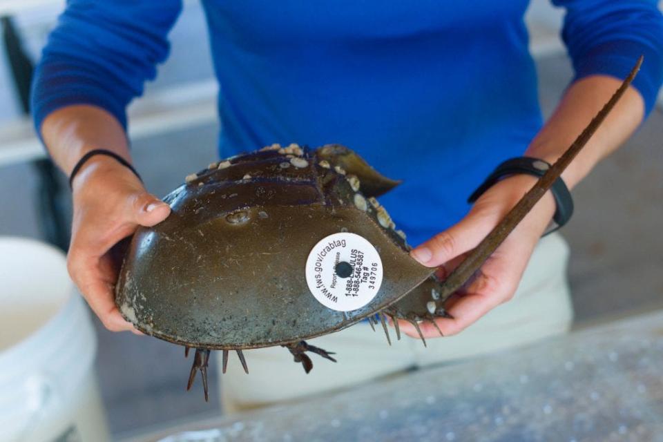 A properly tagged female horseshoe crab. In this species, females are often larger than males and can be differentiated by both their size and legs.