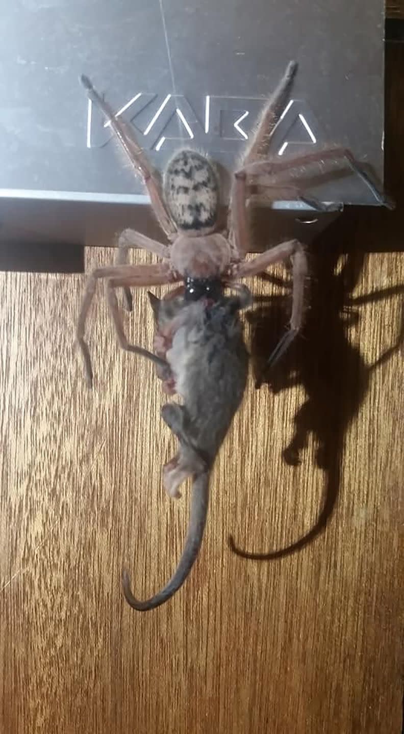 This Giant Spider Literally Ate a Possum and the Photos Will Haunt Your ...