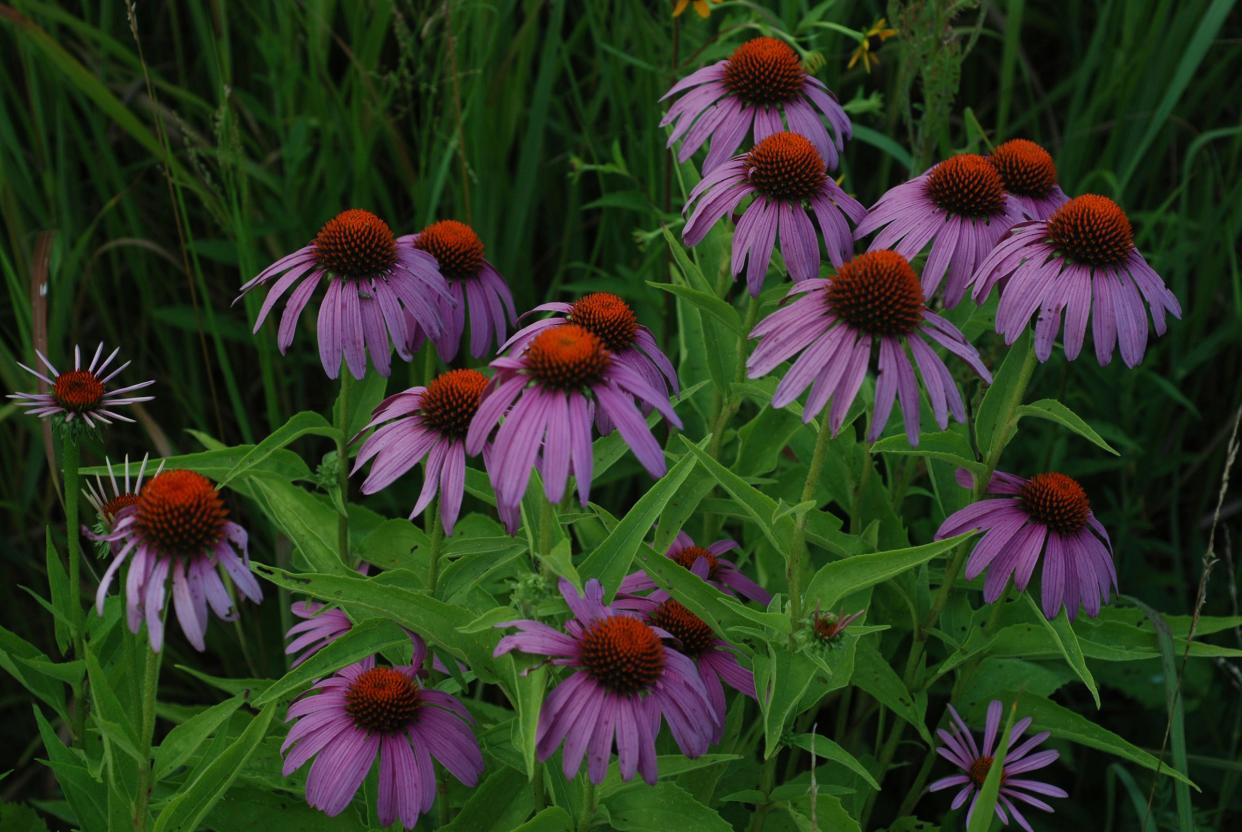 Loved by bees, purple coneflowers release a mildly sweet scent when exposed to bright sunlight.
