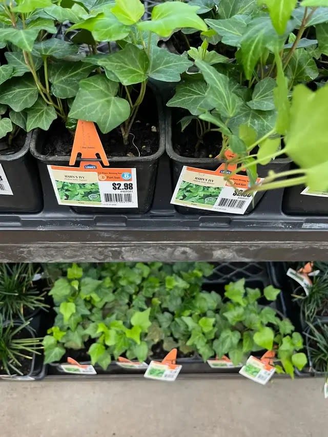 Lowe’s plants in its nursery