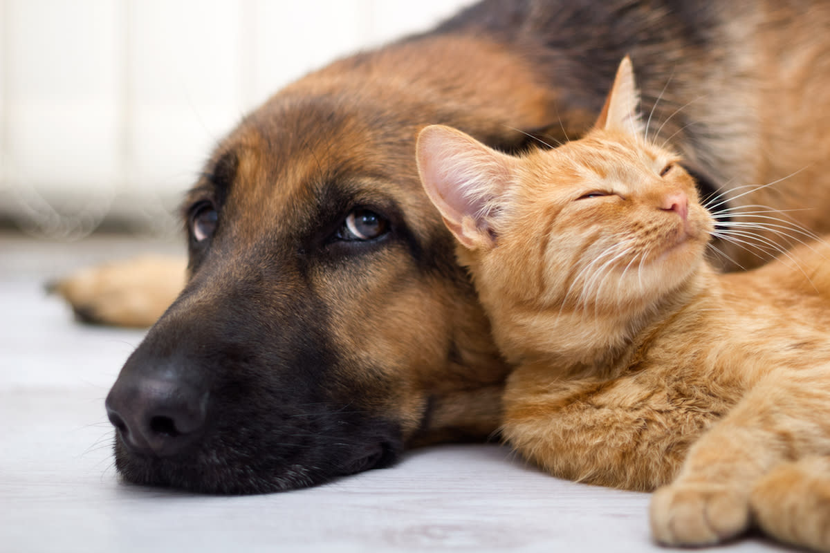 How to introduce cats and dogs. <p>VP Photo Studio/Shutterstock</p>