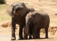 African Elephants are pictured in Addo National Park in Addo, South Africa.