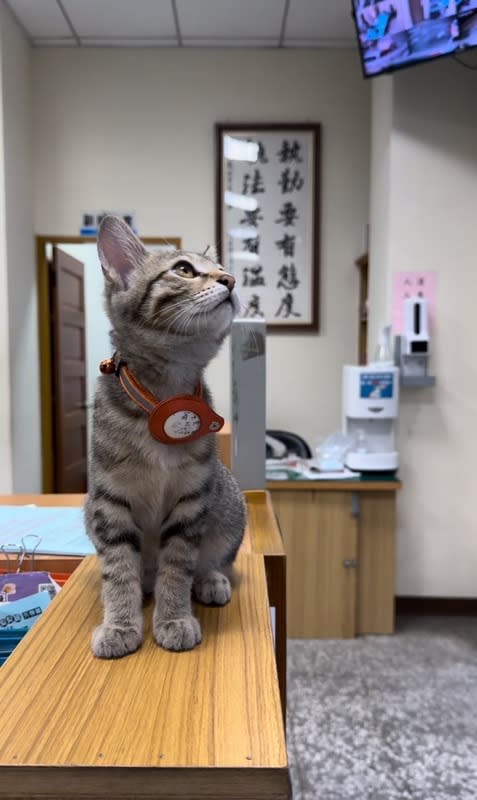 中市派出所喵星人警長「伍丼么」 台中市警察局豐原分局翁子派出所日前接待幼兒園小 朋友參訪，特別安排喵星人警長「伍丼么」出場，可 愛呆萌的模樣，成為參訪行程中另類嬌點。 （警方提供） 中央社記者郝雪卿傳真  113年3月29日 