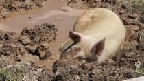 3 little pigs make New Brunswick their home