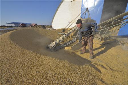 An employee works on the "Armada" farming project run by Dongning Huaxin Group near the far eastern Russian town of Ussuriysk November 13, 2013. REUTERS/Yuri Maltsev