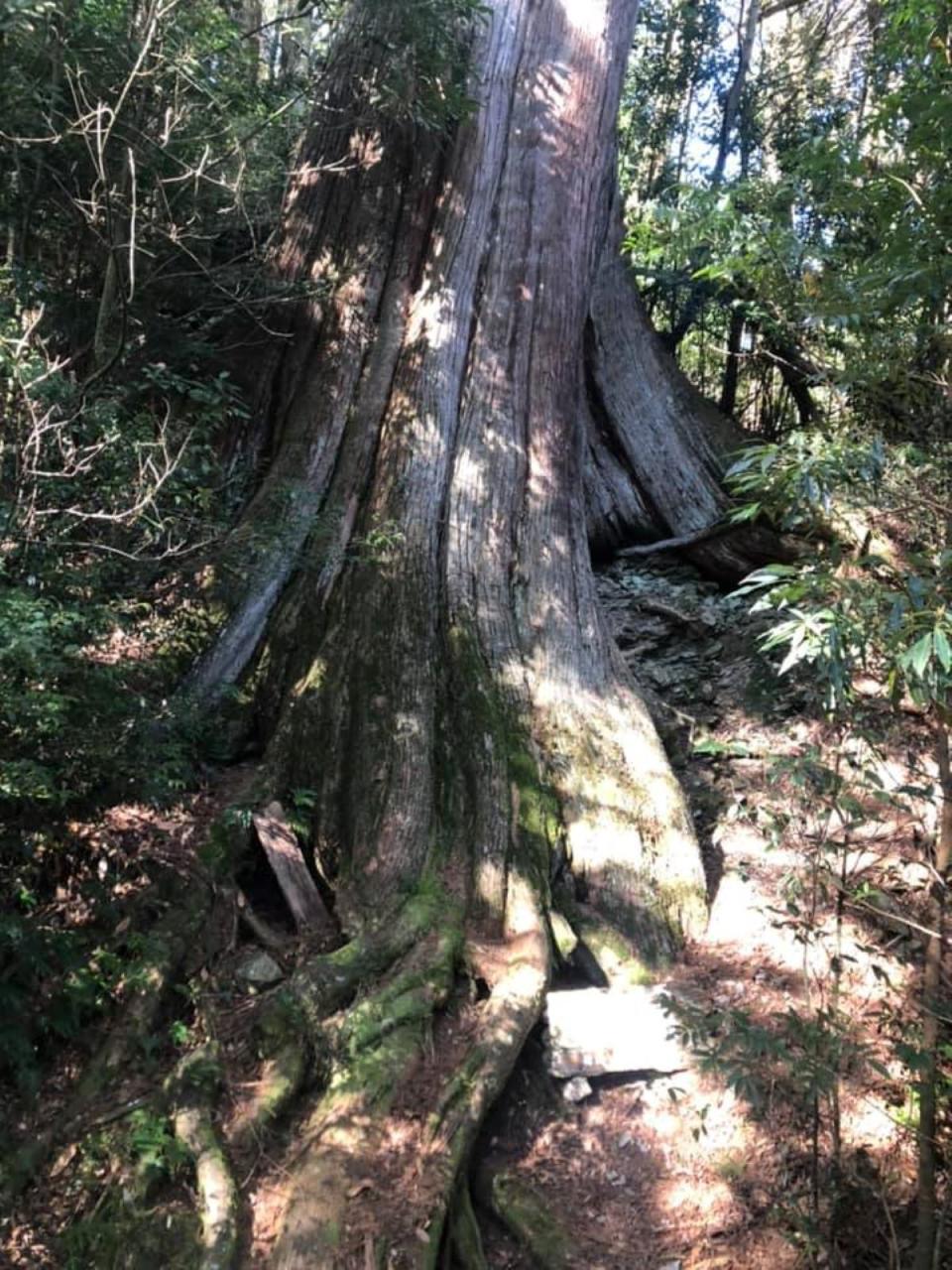 觀霧檜山巨木步道有5株千年巨木，環境清幽適合輕旅行。（圖：彭清仁攝）