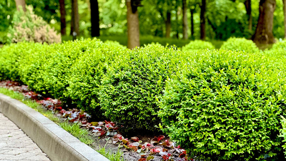 Boxwoods repel deer