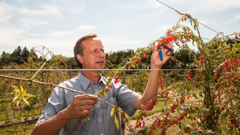 Aldergrove grower's 'secret' experimental crop proved goji is a go