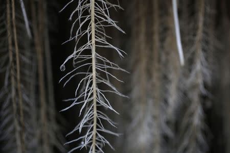 Plants roots are seen after being misted with mineral salts at the Plant Advanced Technologies (PAT) company greenhouse in Laronxe near Nancy, Eastern France, June 19, 2015. REUTERS/Vincent Kessler