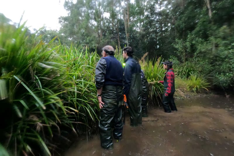 Researchers look for frogs at a pond in Cooranbong