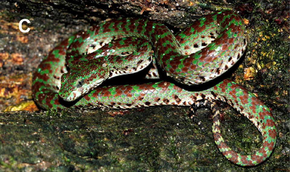 A Trimeresurus ciliaris, or limestone eyelash pitviper, curled up on a mossy rock.