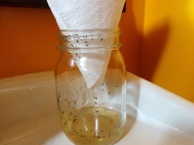 Get rid of fruit flies with vinegar