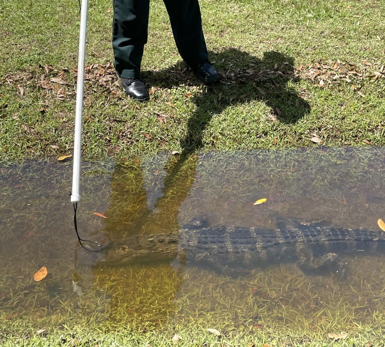 Leon County residents of all species were impacted by Wednesday night's storm as one gator ended up far from home on Shady Oaks Drive.