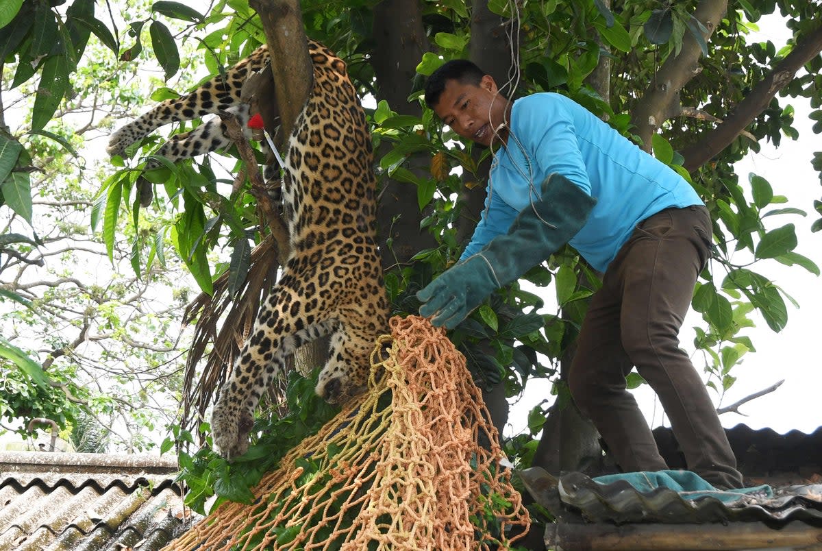 Representational image: The leopard succumbed to its shot when it was taken to a veterinary hospital in Bannerghatta  (AFP via Getty Images)