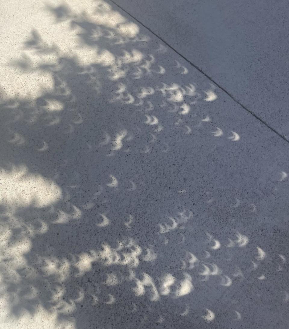 Crescents are made visible in tree shadows during the annular solar eclipse. / Credit: Brooke Katz