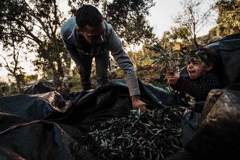 An adult bends to grab an olive branch from a pile on a tarp as a smiling toddler holds up her own branch