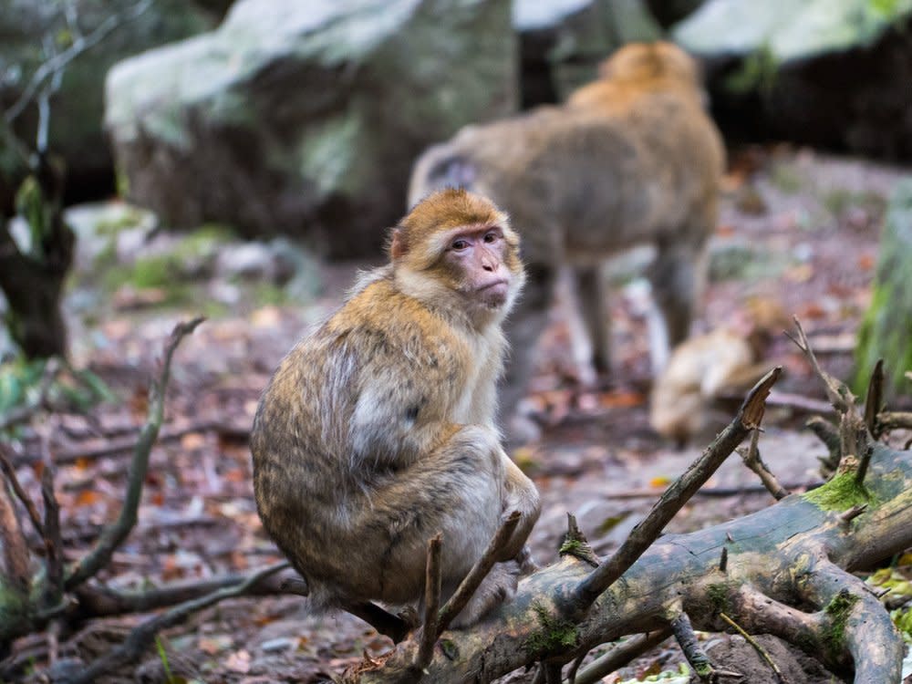 Süße, freilebende Affen gibt es nicht nur im Dschungel zu sehen. (Bild: Liam Alexander Colman/Shutterstock.com)