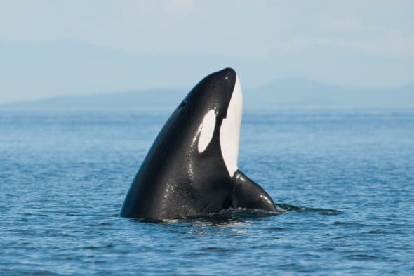 World's oldest orca whale spotted along the Canadian coast