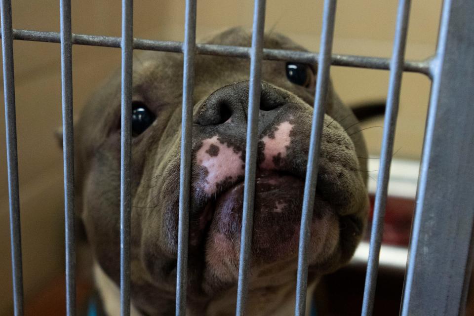 Winnebago County Animal Services to resume adoptions after Strep Zoo