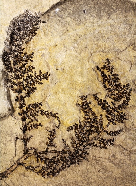 The intact fossil of the aquatic plant <em>Montsechia vidalii</em> that grew in freshwater lakes 125 million to 130 million years ago in what is now Spain.