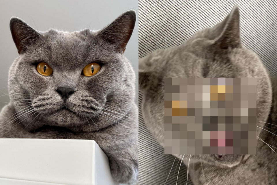 <p>貓貓擁有剛正不阿的帥氣臉龐，卻被「技術不佳」的奴才拍成歪臉貓！（圖／Instagram@ tedthebluebkh） </p>
