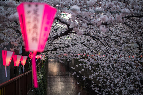 A lantern sways in a breeze as cherry blossom hangs over the Meguro River in Nakameguro on March 26, 2018 in Tokyo, Japan. The blossom is deeply symbolic, it only lasts for around one week and marks the beginning of spring. (Photo by Carl Court/Getty Images)