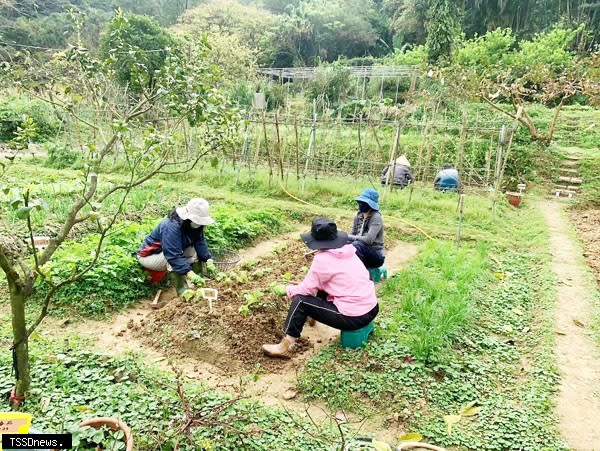 基隆社大「有機農作班」學員充分享受田園樂趣。（記者李瓊慧攝）