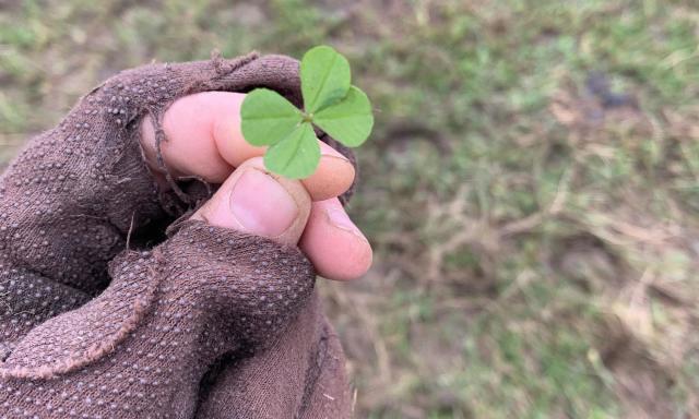 It's not what St. Patrick used, but today's three-leaved shamrock can make  a nice houseplant