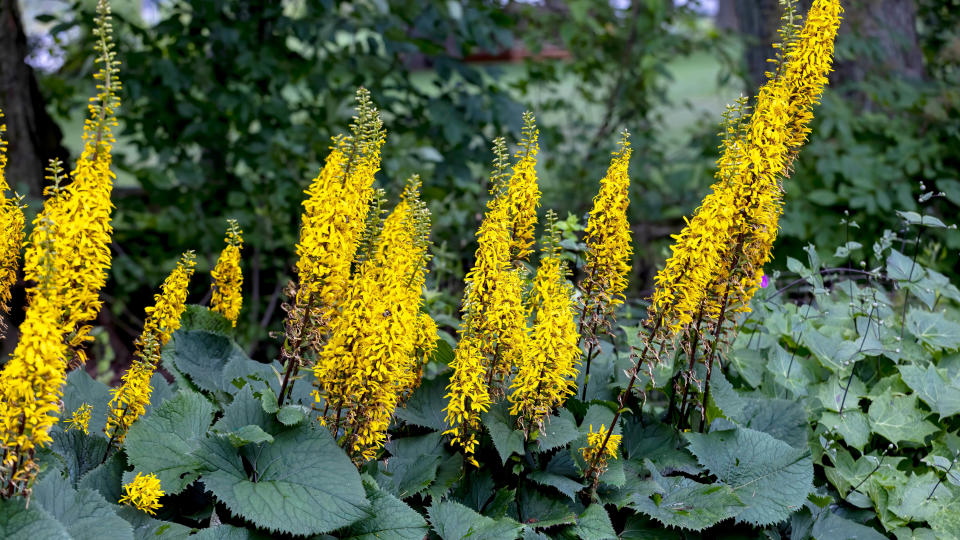 Ligularia