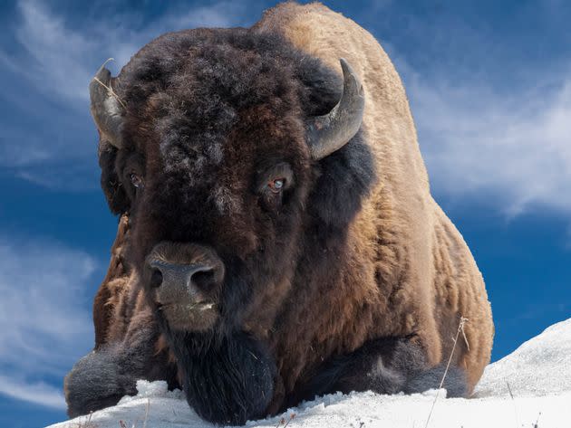 Tourists are warned not to go near the national park's herds of bison. (Photo: Moelyn Photos via Getty Images)